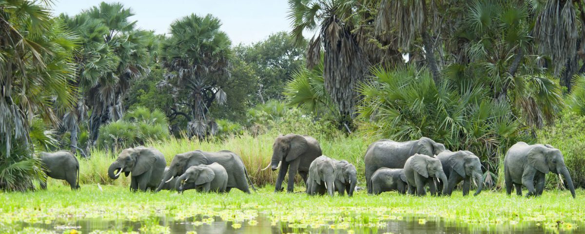 Selous Game Reserve