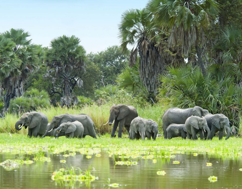 Selous Game Reserve